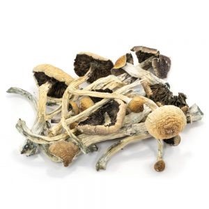 Amazonian Cubensis Mushroom