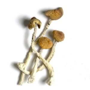 Aztec God Magic Mushrooms