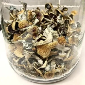 Psilocybe Azurescens Spores for Microscopy 1 oZ