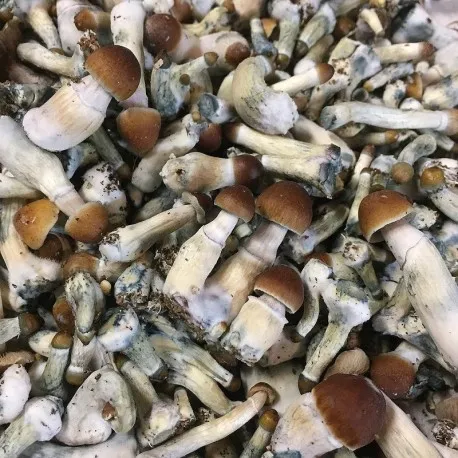 Psilocybe Cyanescens 1oZ 1 Psilocybe Cyanescens 1oZ