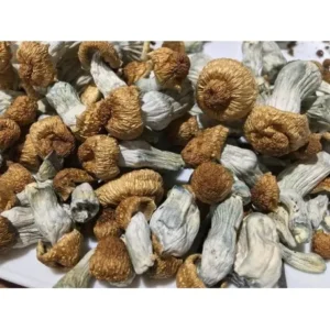 Psilocybe Penis Envy 1 oZ