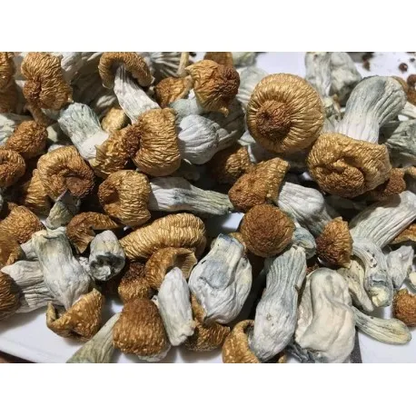 Psilocybe Penis Envy 1 oZ 4 Psilocybe Penis Envy 1 oZ