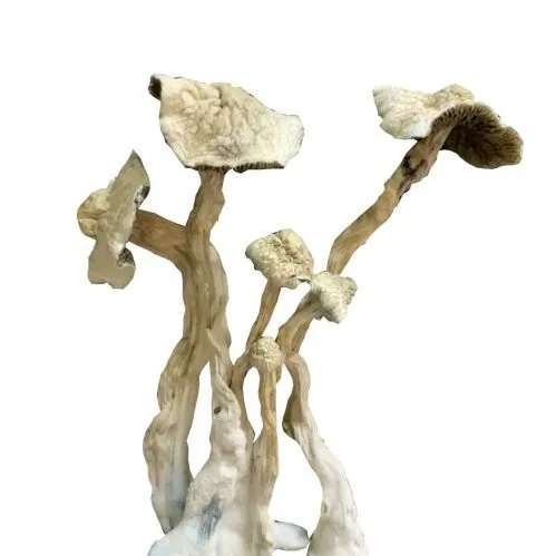 Albino Mushrooms 1 Albino Mushrooms