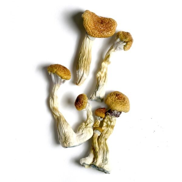 Golden Mammoth Magic Mushroom 1 Golden Mammoth Magic Mushroom