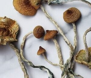 Mazatepec Magic Mushrooms