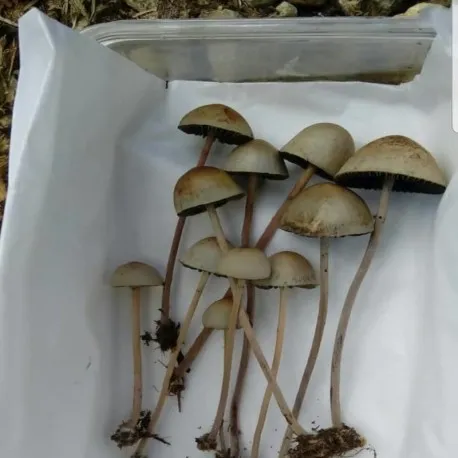 Psilocybe Mexicana 1oZ 4 Psilocybe Mexicana 1oZ