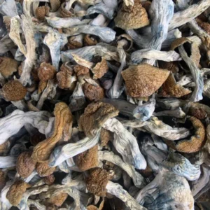 Magic Mushrooms