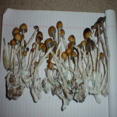 Premium Amazonian Mushrooms